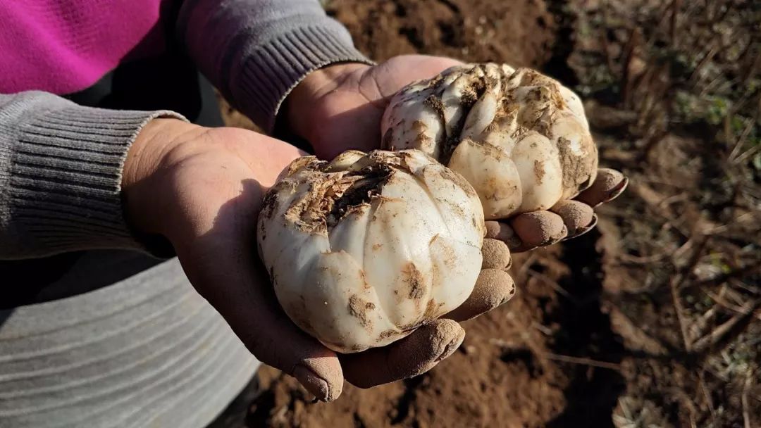 喉咙干痒咳嗽吃梨有效果吗,咳嗽有痰喉咙痒最快的方法润肺