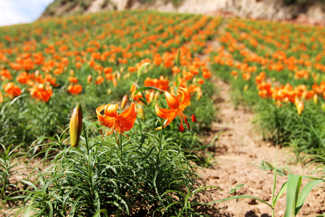 喉咙干痒咳嗽吃梨有效果吗,咳嗽有痰喉咙痒最快的方法润肺