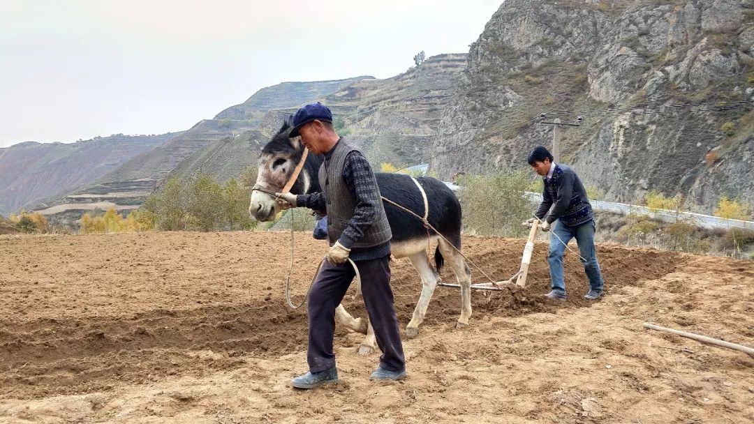 喉咙干痒咳嗽吃梨有效果吗,咳嗽有痰喉咙痒最快的方法润肺