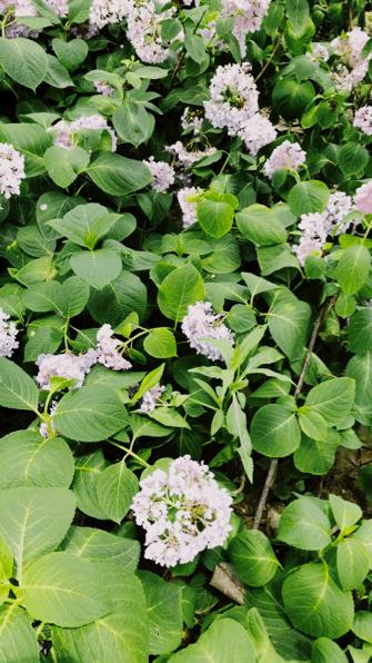 成都锦江老街,成都锦江边老街