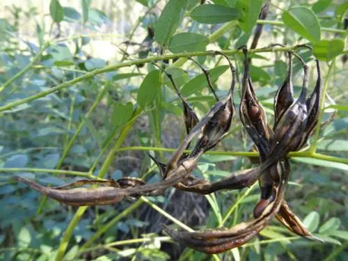 法国Lérane草本净螨贴，萃取天然植物，除螨更安心