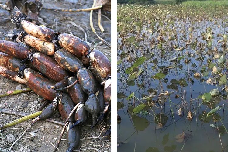 今天用100斤藕教大家自制藕粉,一斤藕粉需要几斤鲜藕来制作