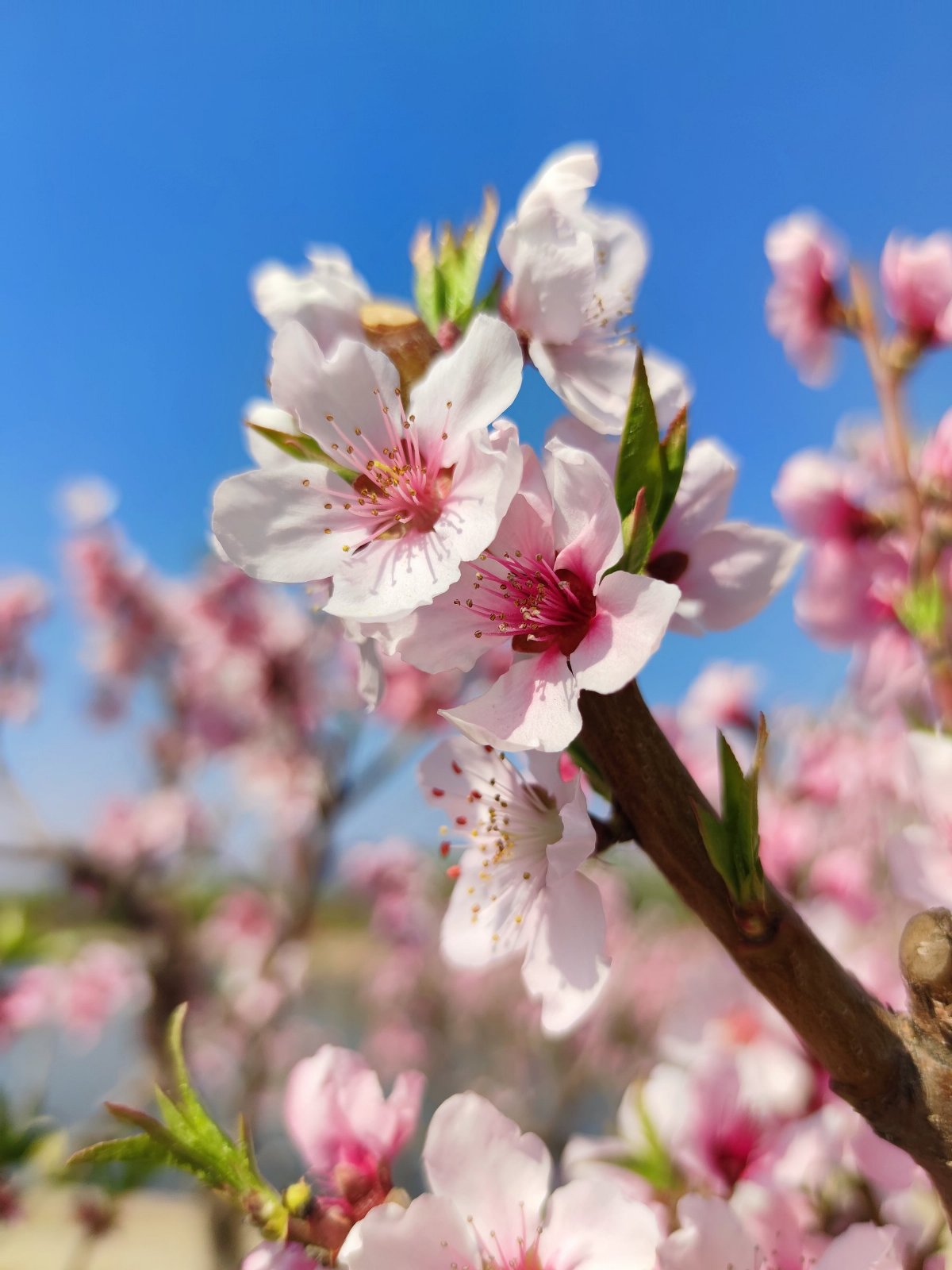 小米10pro相机暗光评测,小米10pro摄像头参数介绍