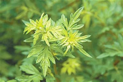 「夜读」艾蒿气如薰