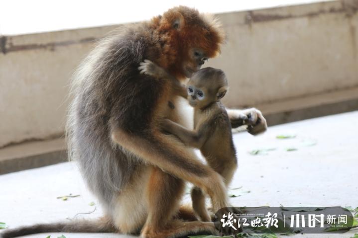 杭州野生动物世界猴子,小萌娃小国宝