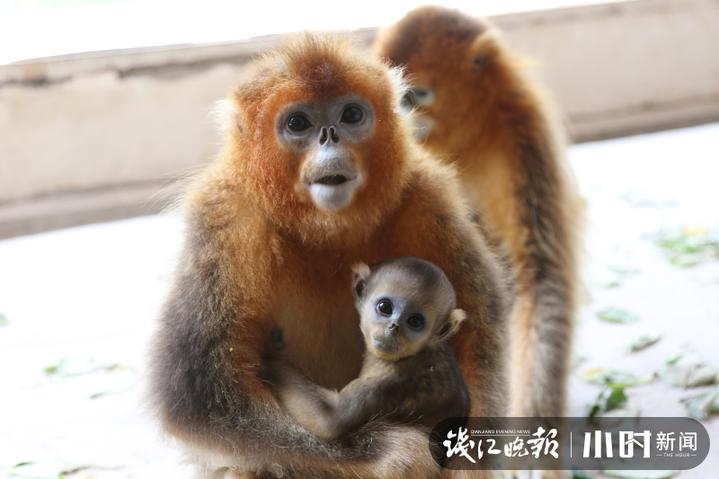 杭州野生动物世界猴子,小萌娃小国宝