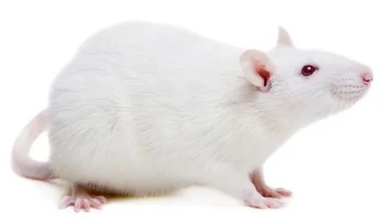 中国合法进口动物,石家庄进口实验动物