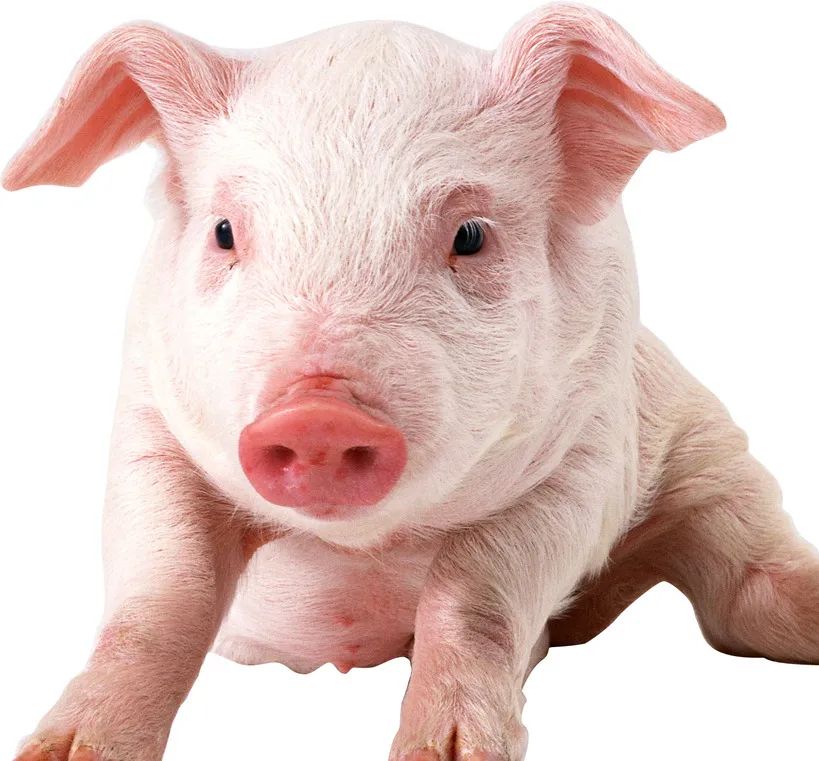 中国合法进口动物,石家庄进口实验动物