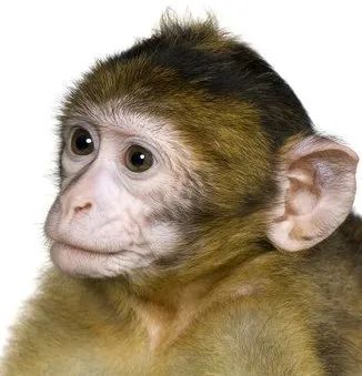 中国合法进口动物,石家庄进口实验动物