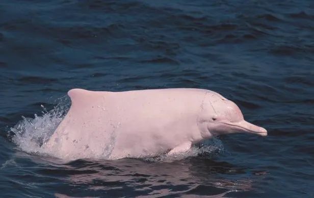 什么是广西科目三舞蹈,什么是广西科目三