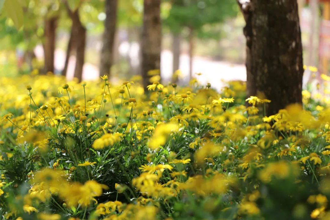 悦读——佤山的鸟儿：黑头公