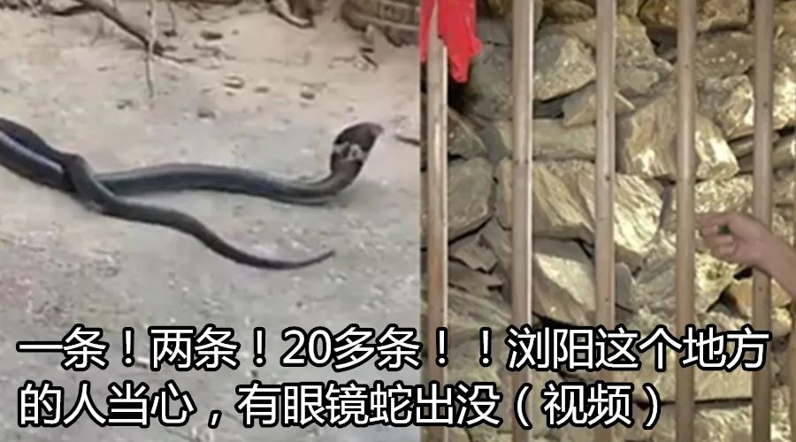 19岁小伙与小龙虾,小伙半夜吃六斤小龙虾结果悲剧了