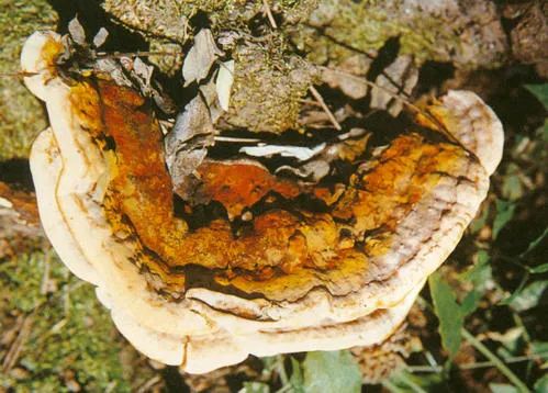 纯天然的野货视频,纯天然野货