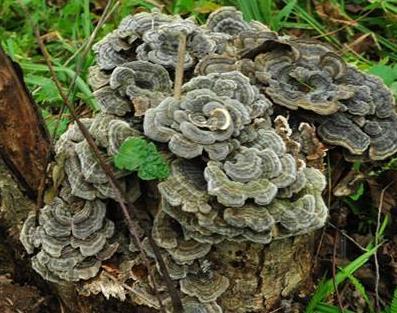 纯天然的野货视频,纯天然野货