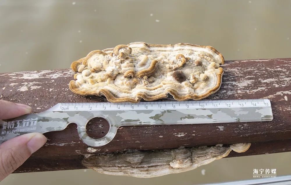 纯天然的野货视频,纯天然野货