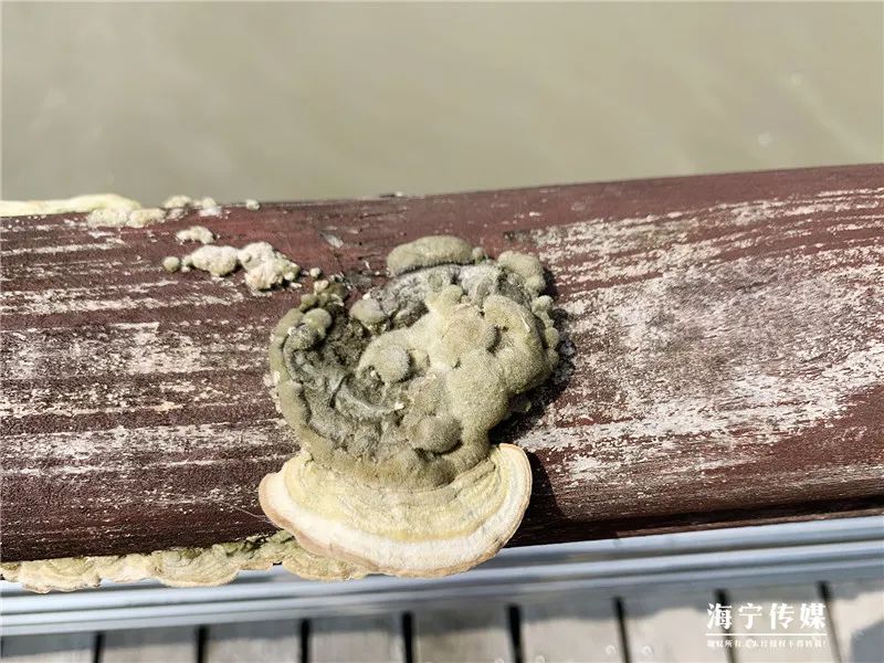 纯天然的野货视频,纯天然野货