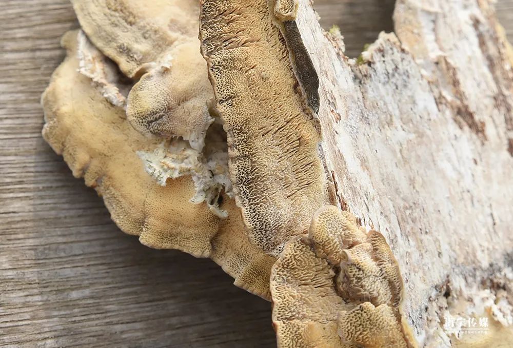 纯天然的野货视频,纯天然野货