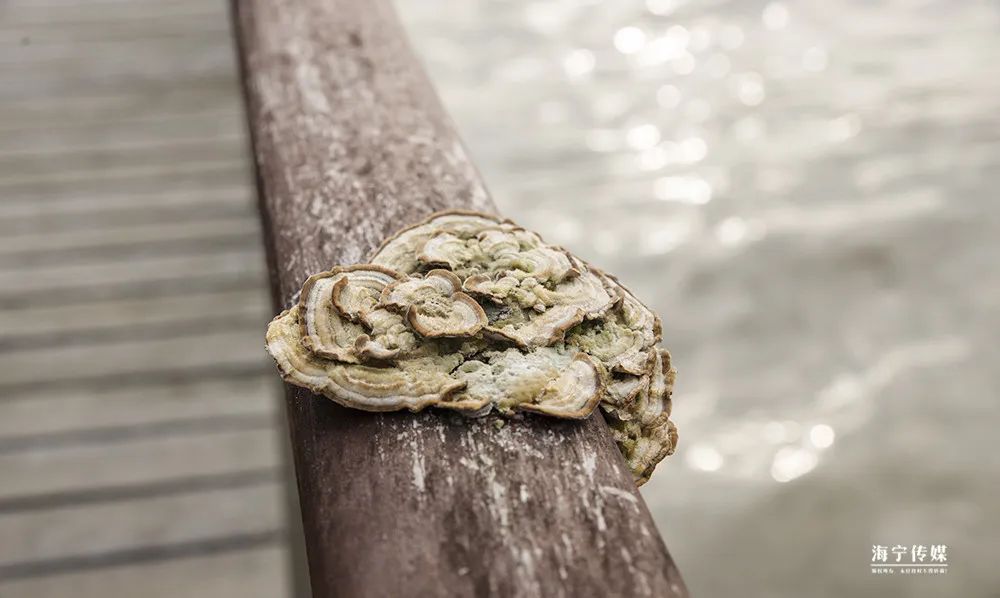 纯天然的野货视频,纯天然野货