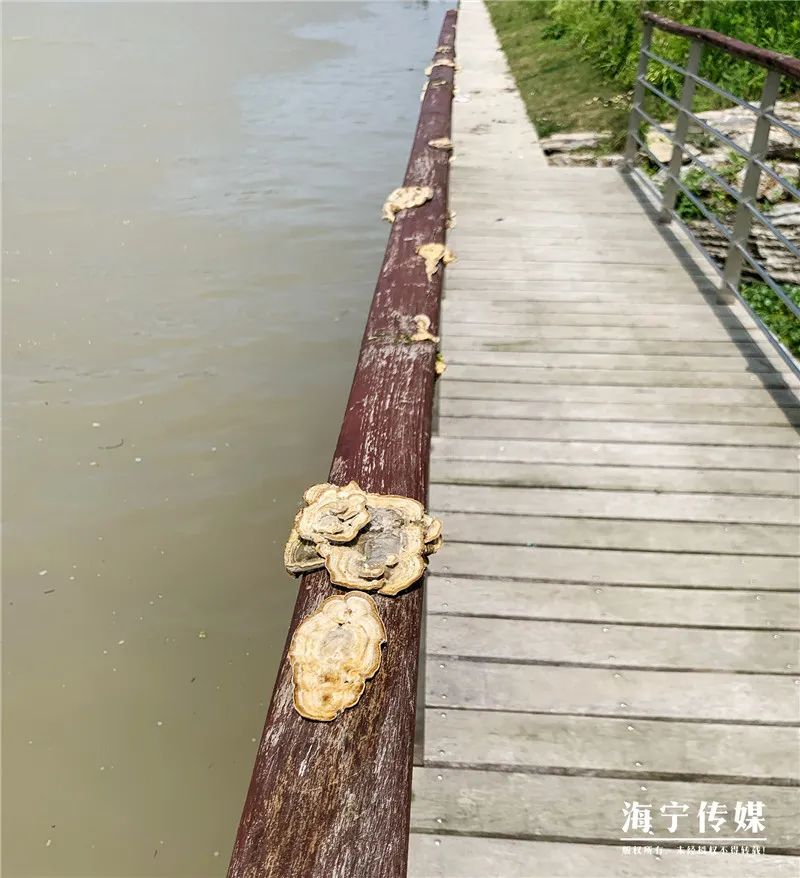 纯天然的野货视频,纯天然野货