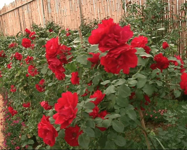 近郊亲子农场有哪些地方,亲子休闲农场