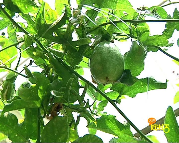 近郊亲子农场有哪些地方,亲子休闲农场