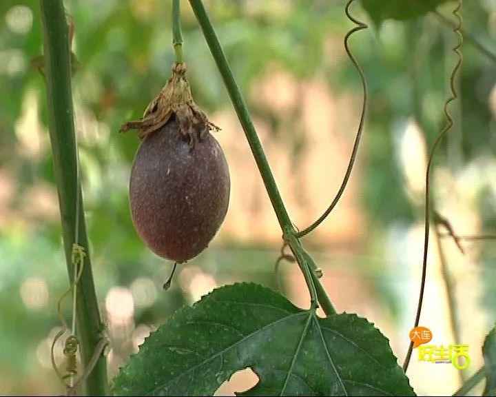 近郊亲子农场有哪些地方,亲子休闲农场