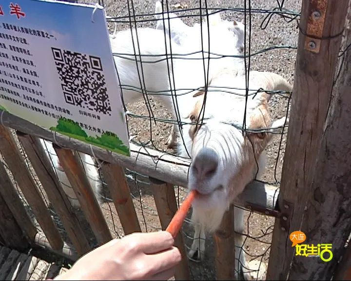 近郊亲子农场有哪些地方,亲子休闲农场