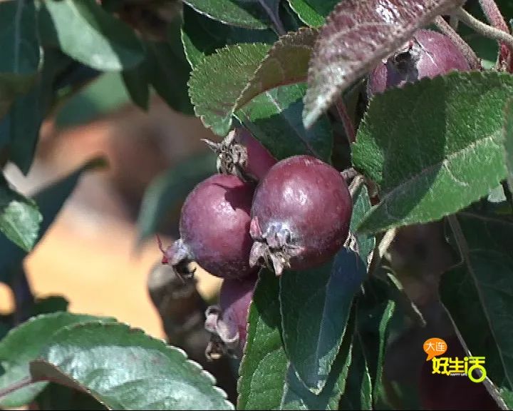 近郊亲子农场有哪些地方,亲子休闲农场