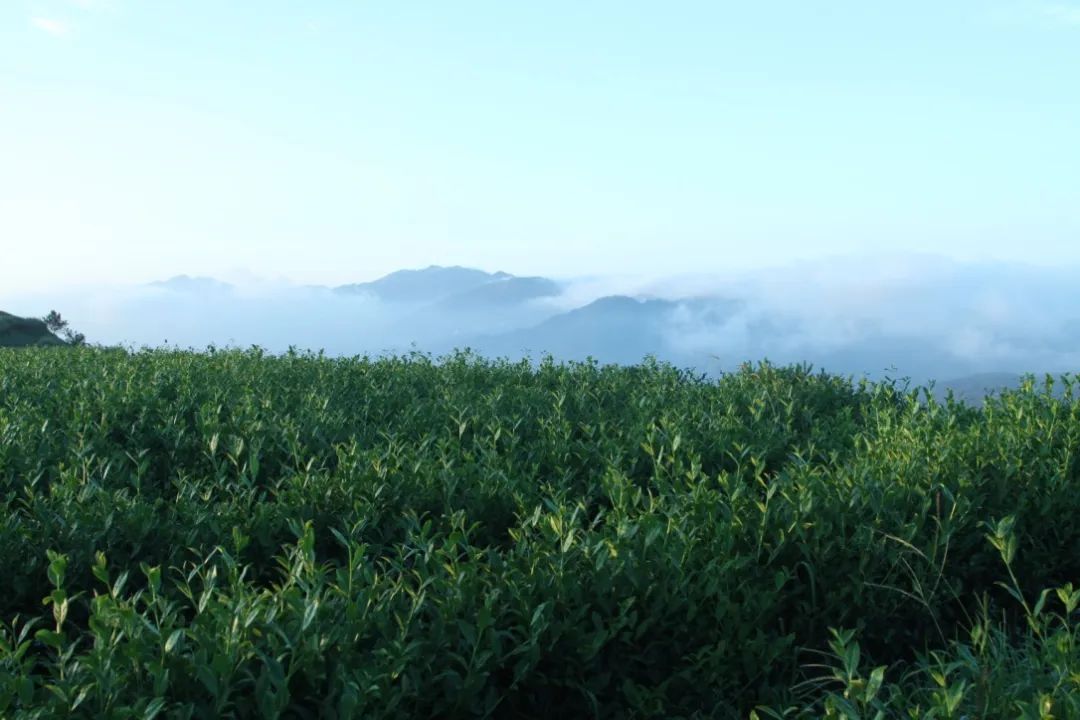 安溪下午茶小吃有哪些店,安溪三级铁观音好喝吗