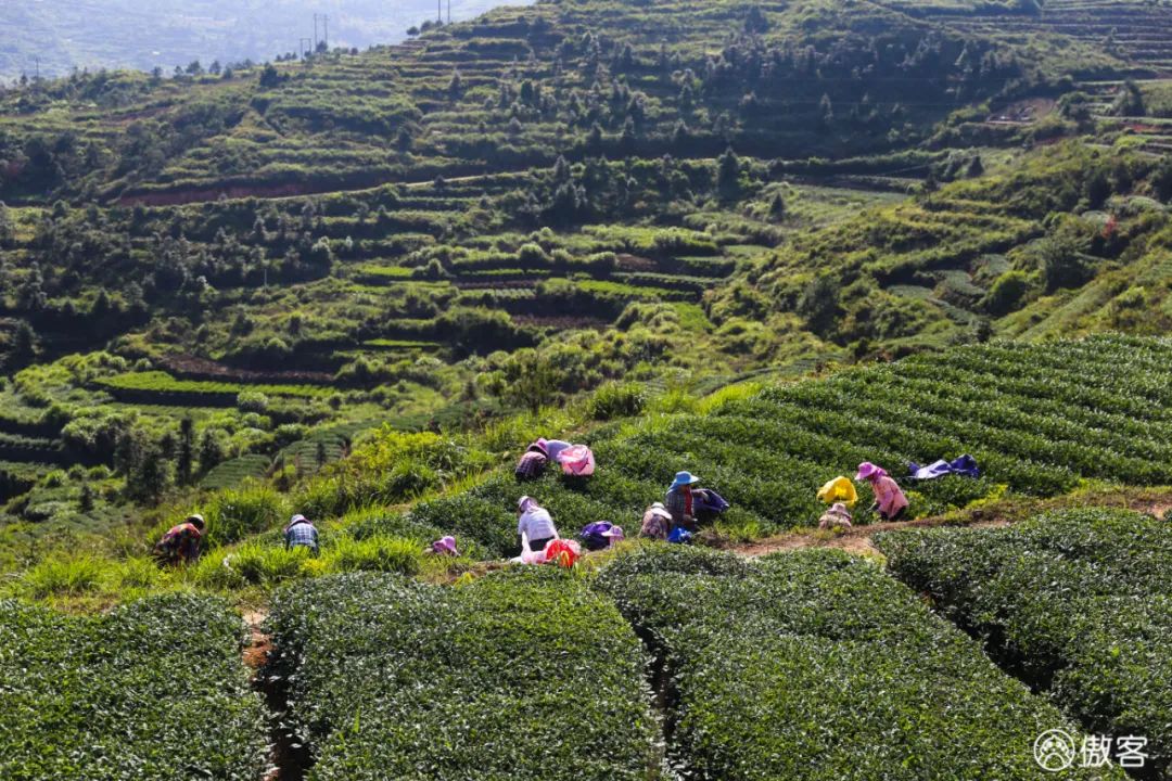 安溪下午茶小吃有哪些店,安溪三级铁观音好喝吗