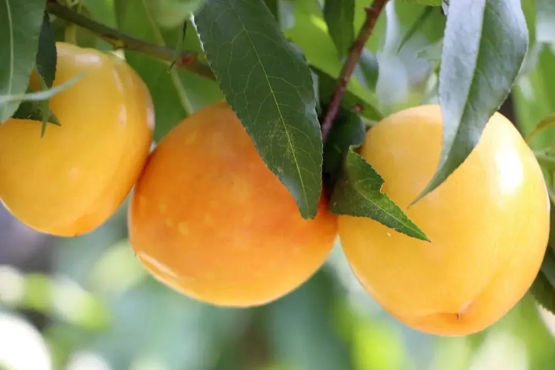 沂蒙山蒙阴黄金油桃五斤装,山东蒙阴正宗黄金油桃