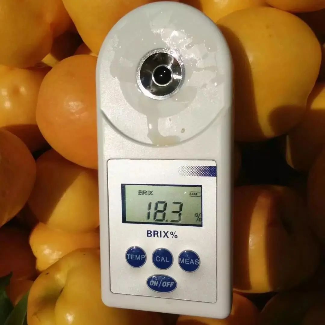 沂蒙山蒙阴黄金油桃五斤装,山东蒙阴正宗黄金油桃