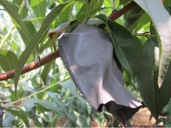 沂蒙山蒙阴黄金油桃五斤装,山东蒙阴正宗黄金油桃