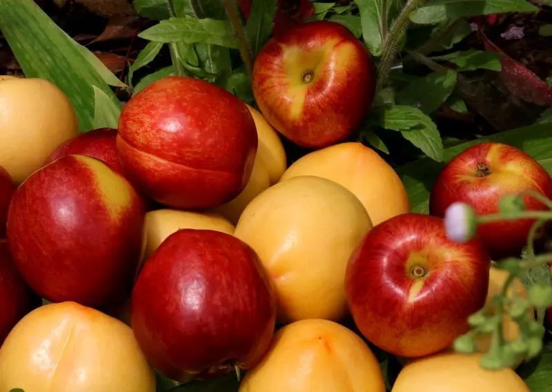 沂蒙山蒙阴黄金油桃五斤装,山东蒙阴正宗黄金油桃