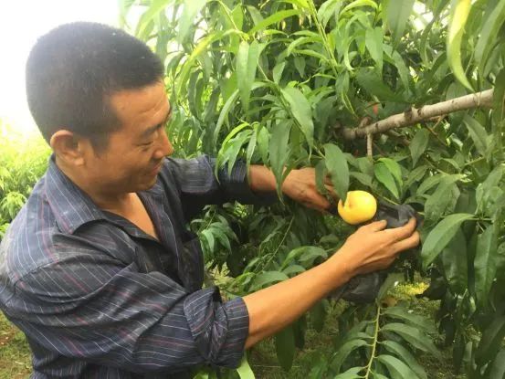 沂蒙山蒙阴黄金油桃五斤装,山东蒙阴正宗黄金油桃