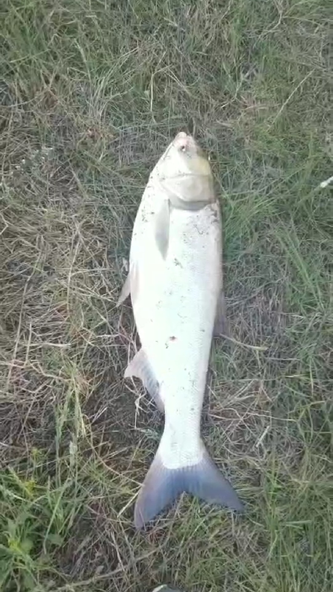 回忆往事作文关于钓鱼,回忆钓鱼的往事