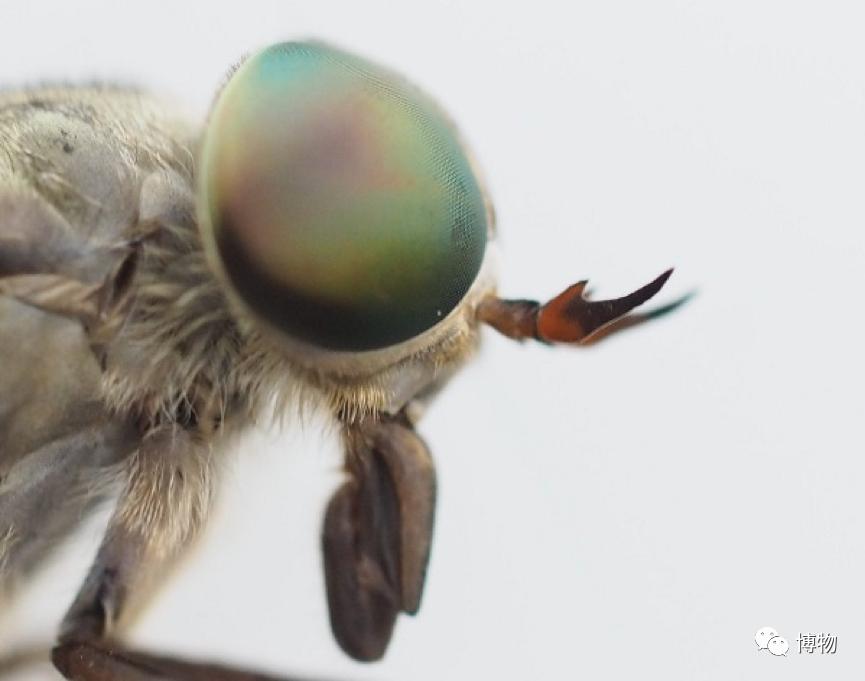 看见虫子动弹不得,看到虫走不动路