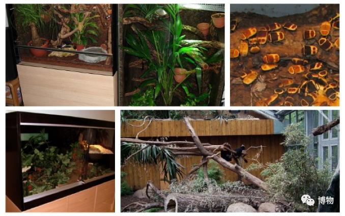 看见虫子动弹不得,看到虫走不动路