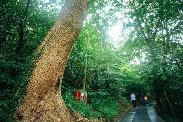 上海松江最有格调的小镇,上海松江郊野公园景色