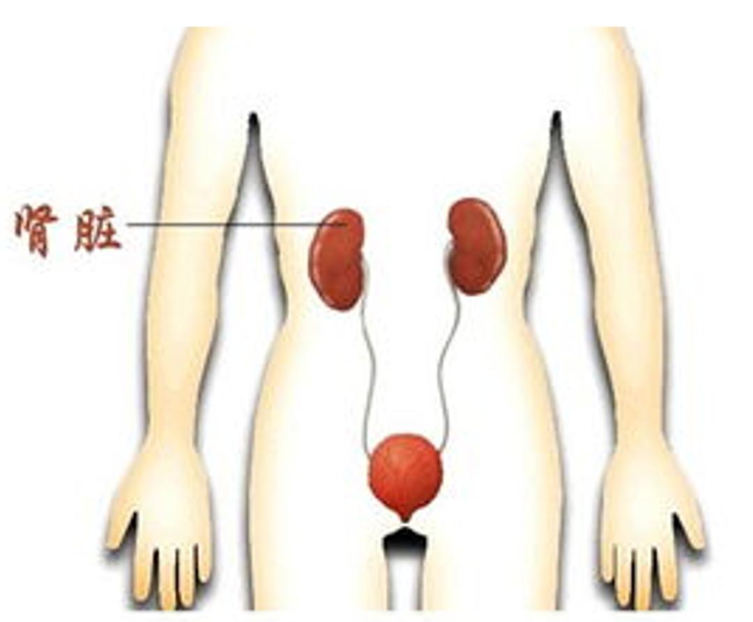 有关肾移植的知识,肾移植术后服药科普