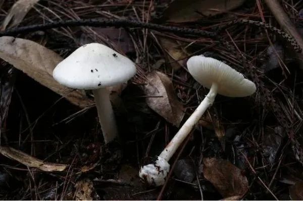 3年放倒2818人,致死53人!它好毒,它好毒,它好毒毒毒毒毒……