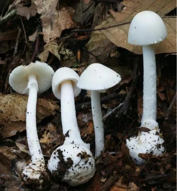 3年放倒2818人,致死53人!它好毒,它好毒,它好毒毒毒毒毒……