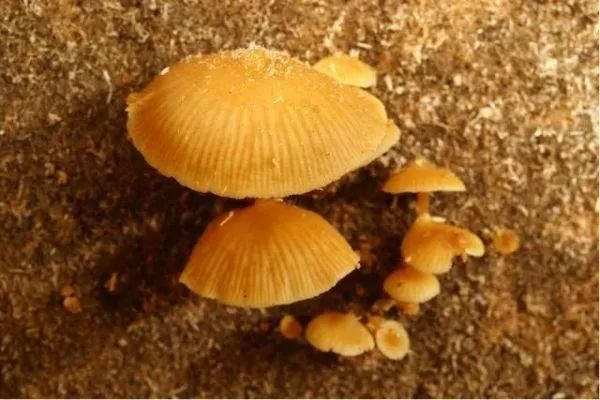 3年放倒2818人,致死53人!它好毒,它好毒,它好毒毒毒毒毒……