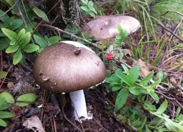 3年放倒2818人,致死53人!它好毒,它好毒,它好毒毒毒毒毒……