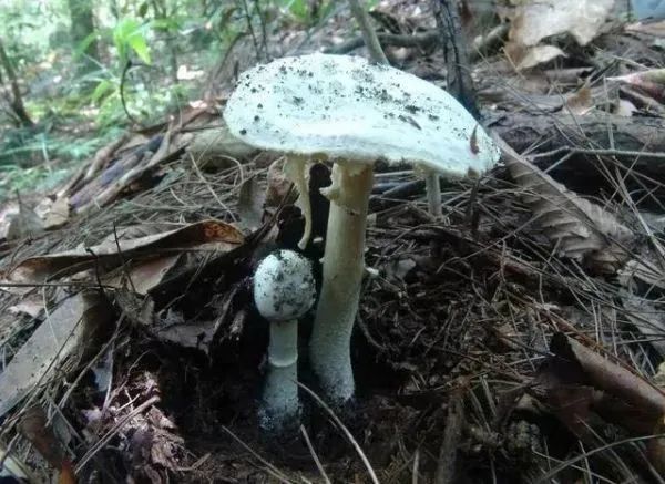 3年放倒2818人,致死53人!它好毒,它好毒,它好毒毒毒毒毒……