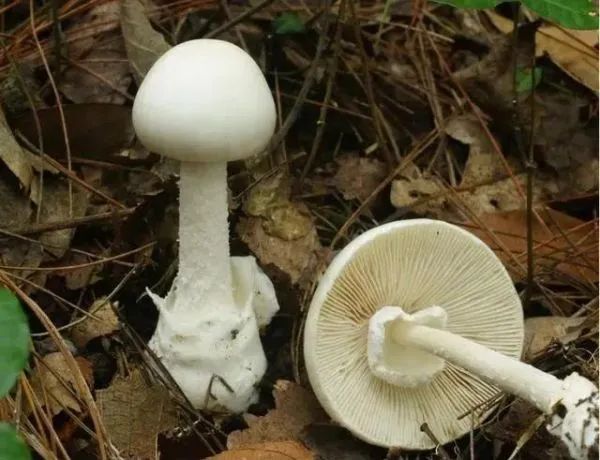 3年放倒2818人,致死53人!它好毒,它好毒,它好毒毒毒毒毒……