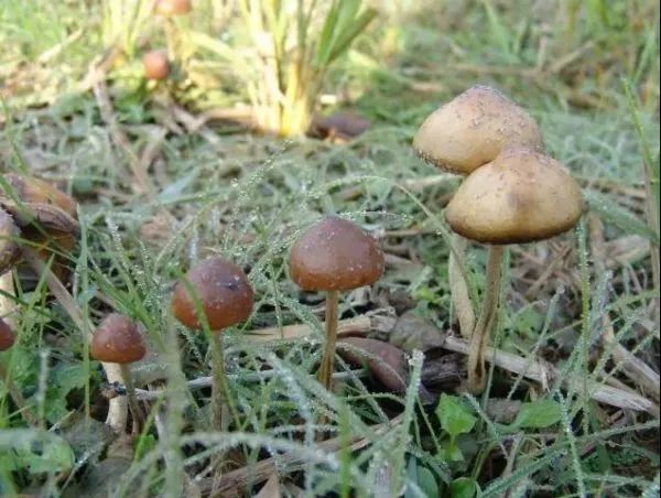 3年放倒2818人,致死53人!它好毒,它好毒,它好毒毒毒毒毒……