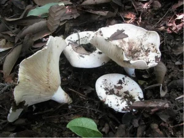 3年放倒2818人,致死53人!它好毒,它好毒,它好毒毒毒毒毒……