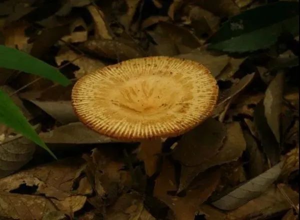 3年放倒2818人,致死53人!它好毒,它好毒,它好毒毒毒毒毒……