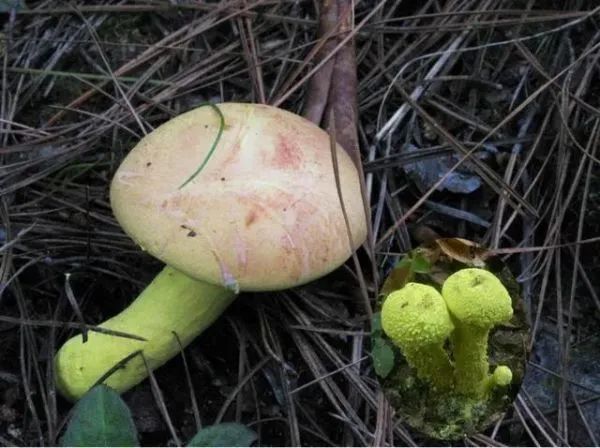 3年放倒2818人,致死53人!它好毒,它好毒,它好毒毒毒毒毒……